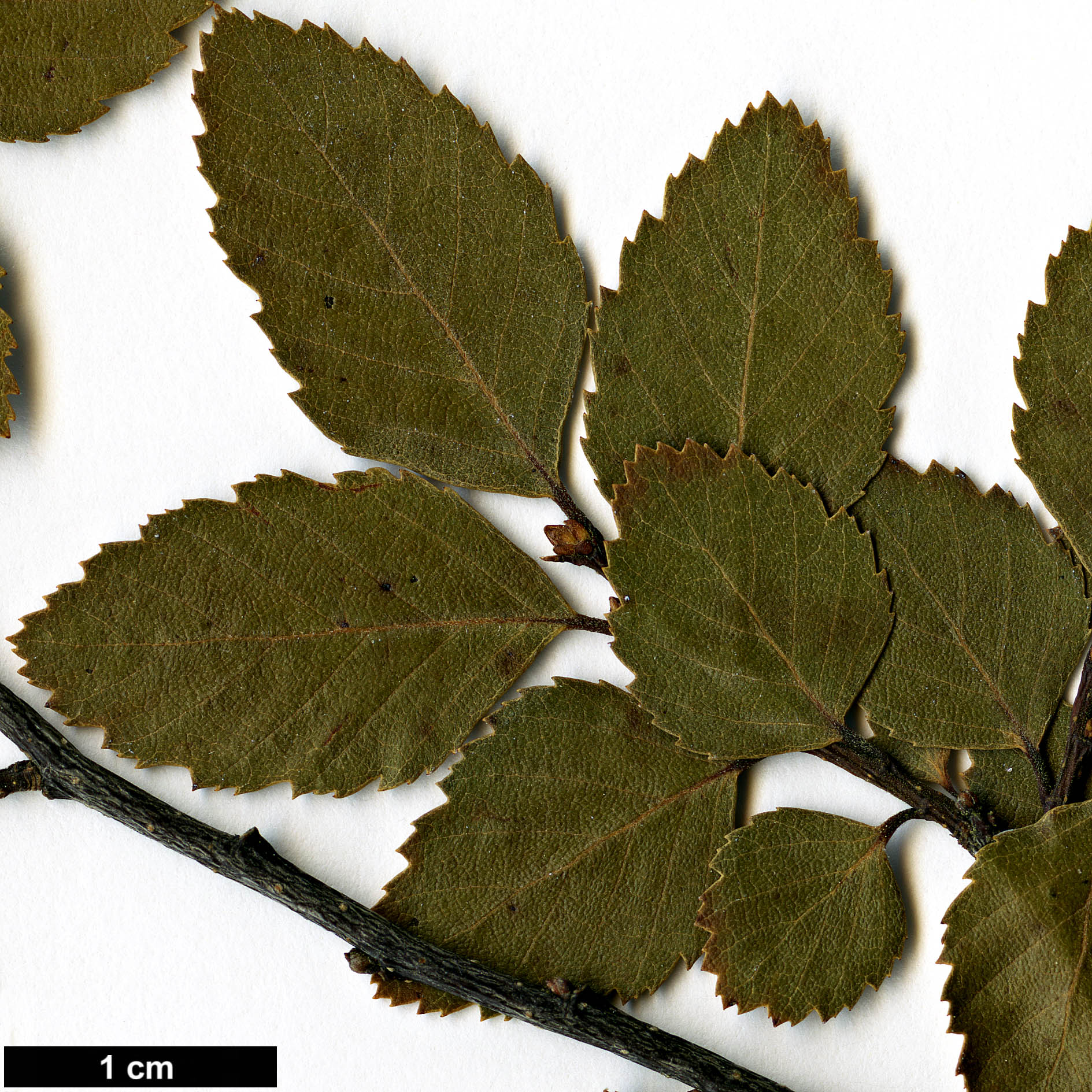 High resolution image: Family: Nothofagaceae - Genus: Nothofagus - Taxon: menziesii × N.obliqua